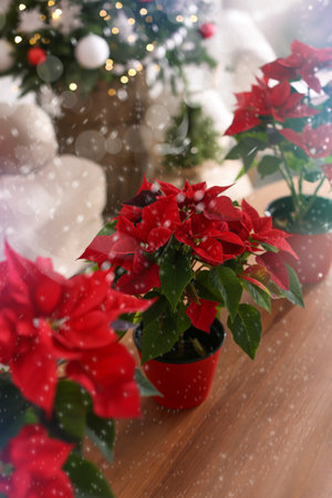 Traditional Christmas poinsettia flowers in room. Snowfall effect on foregroundの写真素材