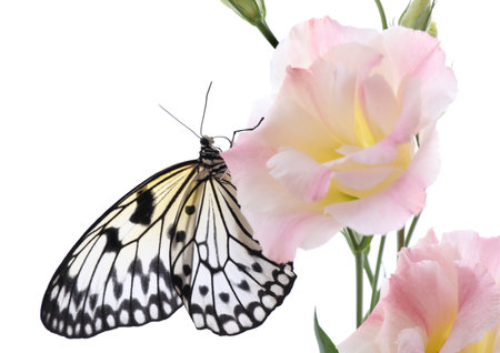 Beautiful rice paper butterfly sitting on eustoma flower against white backgroundの写真素材