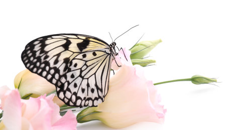 Beautiful rice paper butterfly sitting on eustoma flower against white backgroundの写真素材