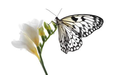 Beautiful rice paper butterfly sitting on freesia flower against white backgroundの写真素材