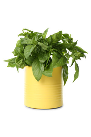 Lush green basil in tin can isolated on whiteの写真素材