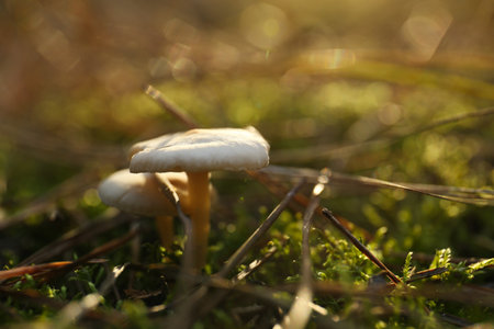 Mushrooms growing in wilderness on autumn day, closeupの写真素材