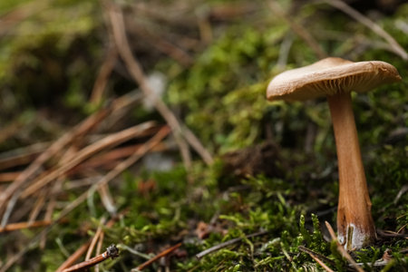 Mushroom growing in wilderness on autumn day, closeupの写真素材