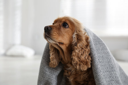 Cute English cocker spaniel dog with gray plaid indoorsの写真素材