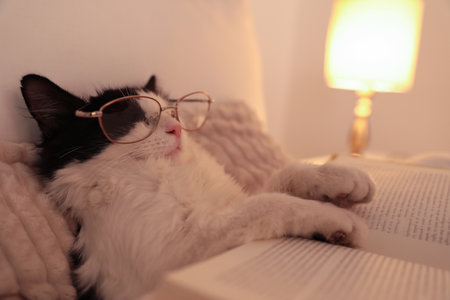 Cute cat with glasses and book sleeping on bed at home, closeupの写真素材