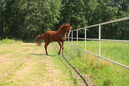 Chestnut horse in paddock on sunny day. Beautiful petの写真素材