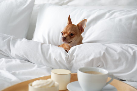 Tray with tasty breakfast and cute Chihuahua dog on bed in room. Pet friendly hotelの写真素材