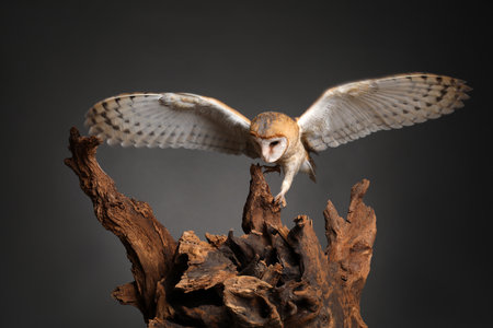Beautiful common barn owl on tree against grey backgroundの写真素材