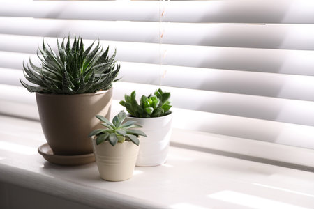 Beautiful different cacti in pots on windowsill indoors. Space for textの写真素材