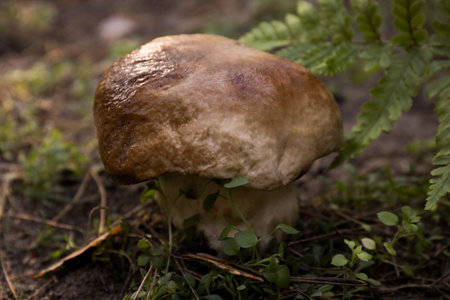 Fresh wild mushroom growing in forest, closeup view