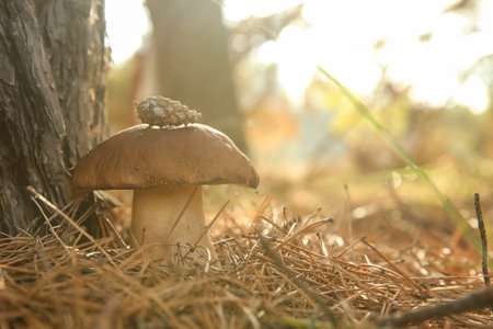 Large  mushroom with cone in forest, closeupの写真素材