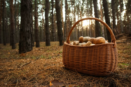 Basket full of fresh porcini mushrooms in forestの写真素材