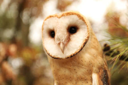 Beautiful common barn owl outdoors. bird of preyの写真素材