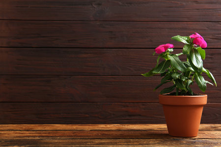 Beautiful pink vinca flowers in plant pot on wooden table. Space for textの写真素材
