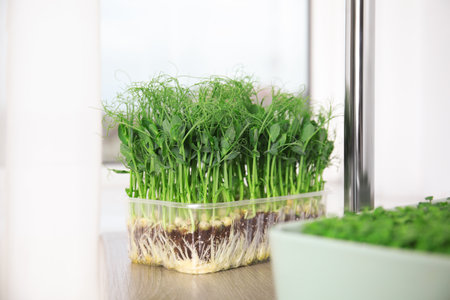 Fresh organic microgreens on wooden table indoors
