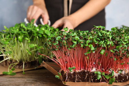 Woman pruning fresh microgreens at wooden table, focus on sproutsの写真素材