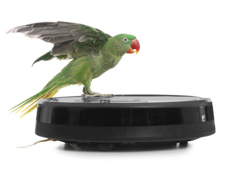 Modern robotic vacuum cleaner and Alexandrine parakeet on white backgroundの写真素材