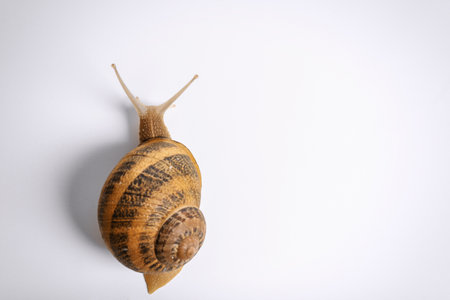 Common garden snail crawling on white background, top viewの写真素材