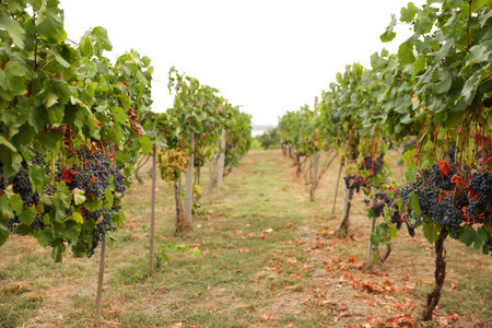 Beautiful view of vineyard with ripening grapes