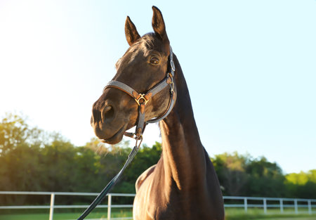 Horse with bridle outdoors on sunny day. Beautiful petの写真素材