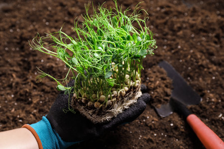 Woman holding fresh organic microgreens, closeup viewの写真素材
