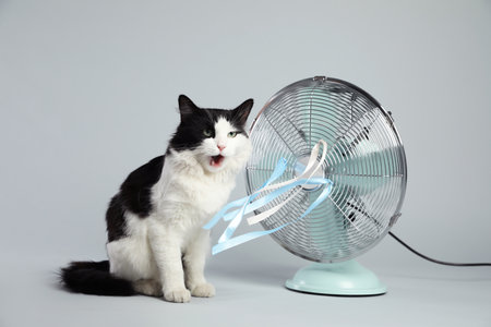 Cute fluffy cat enjoying air flow from fan on gray background. summer heatの写真素材