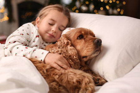 Cute little girl and her English Cocker Spaniel lying in bed at home decorated with Christmas lightsの写真素材