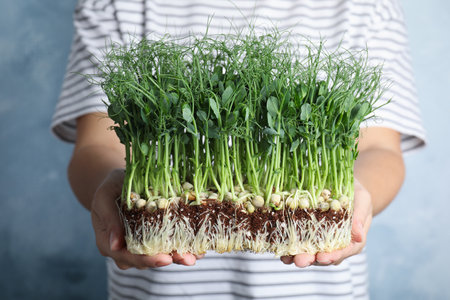 Woman holding fresh microgreens on blue background, closeupの写真素材
