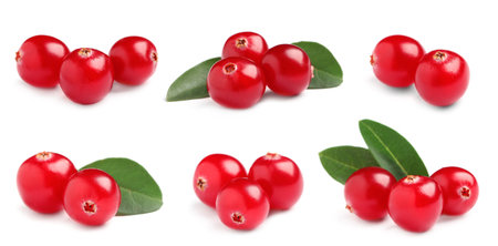 Set of fresh ripe cranberries on white backgroundの写真素材