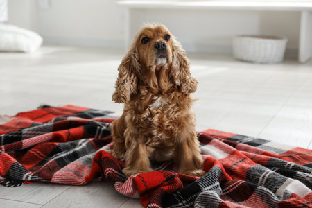 Cute English cocker spaniel dog with plaid on floorの写真素材