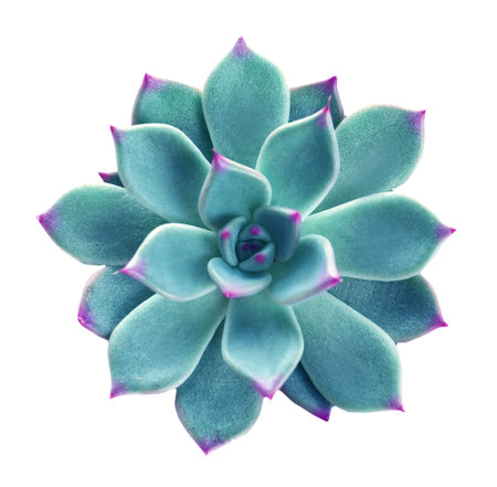 Beautiful succulent plant on white background, top viewの写真素材