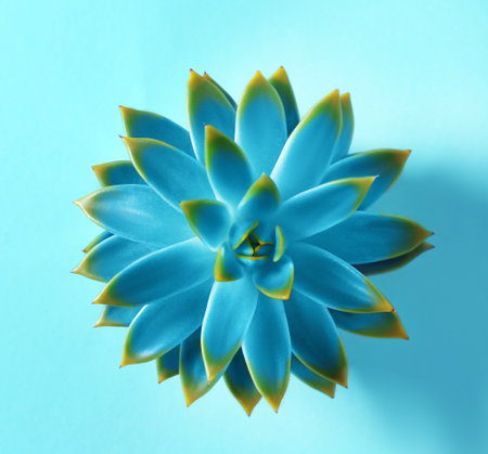 Beautiful succulent plant on light blue background, top viewの写真素材