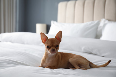 Cute Chihuahua dog on bed in room. pet friendly hotelの写真素材