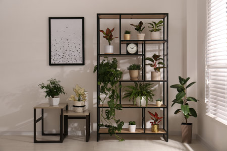 Shelving unit with collection of beautiful houseplants indoorsの写真素材