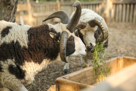 Beautiful Manx Loaghtan sheep in yard. farm animalsの写真素材