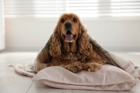 Cute English cocker spaniel dog with plaid and pillow on floorの写真素材