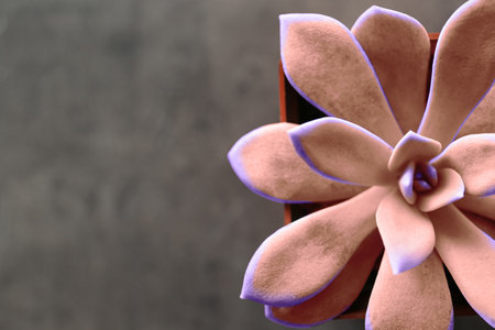 Beautiful succulent plant on gray background, top view. Space for textの写真素材