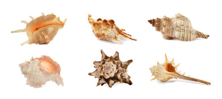 Set of different beautiful sea shells on white background. banner design