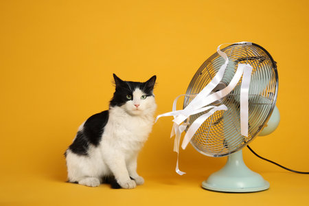 Cute fluffy cat enjoying air flow from fan on yellow background. summer heatの写真素材
