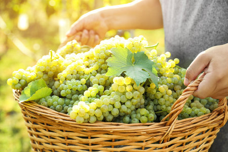 Man holding basket with fresh ripe grapes in vineyard, closeupの写真素材