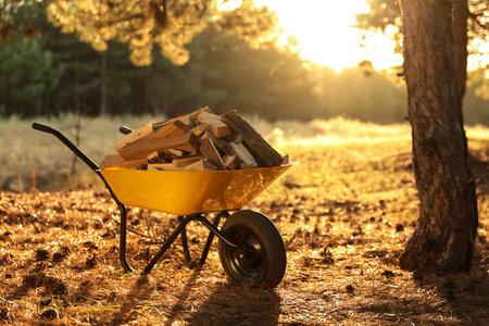 Wheelbarrow with cut firewood in forest on sunny dayの写真素材