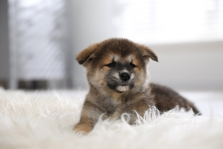 Cute Akita Inu puppy on fluffy rug indoorsの写真素材