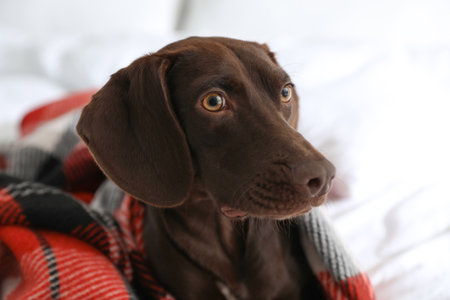 Adorable dog under plaid on bed at home, closeupの写真素材