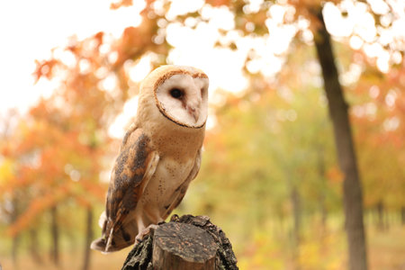 Beautiful common barn owl on tree outdoorsの写真素材