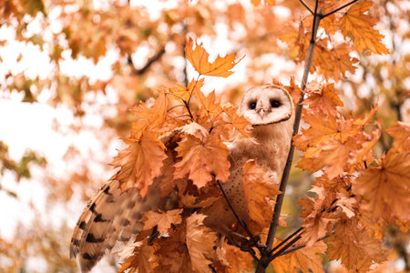 Beautiful common barn owl on tree outdoorsの写真素材