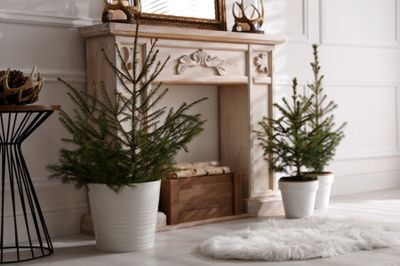 Beautiful room interior with potted fir trees and fireplaceの写真素材