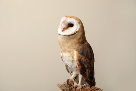 Beautiful common barn owl on twig against beige backgroundの写真素材