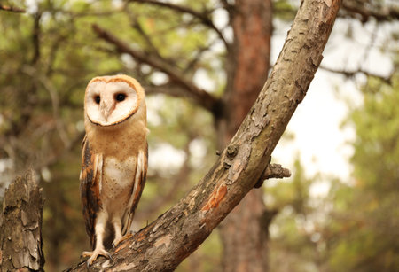 Beautiful common barn owl on tree outdoorsの写真素材