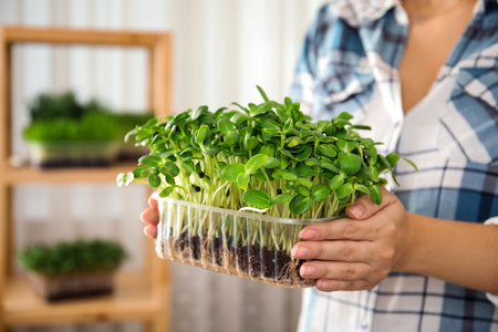 Woman holding fresh microgreens indoors, closeup of handsの写真素材
