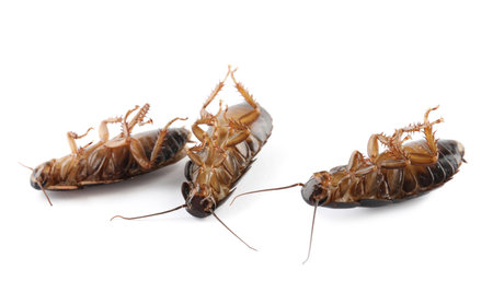 Three dead cockroaches on white background, banner design. pest controlの写真素材